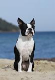 BOSTON TERRIER 332